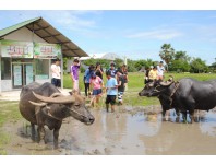 Thai Farming and Buffalo Experience (1 Day)
