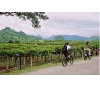 Khao Yai Wine Trail